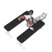 triceps dip (between benches)