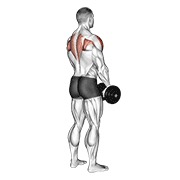 dumbbell upright row (back pov)